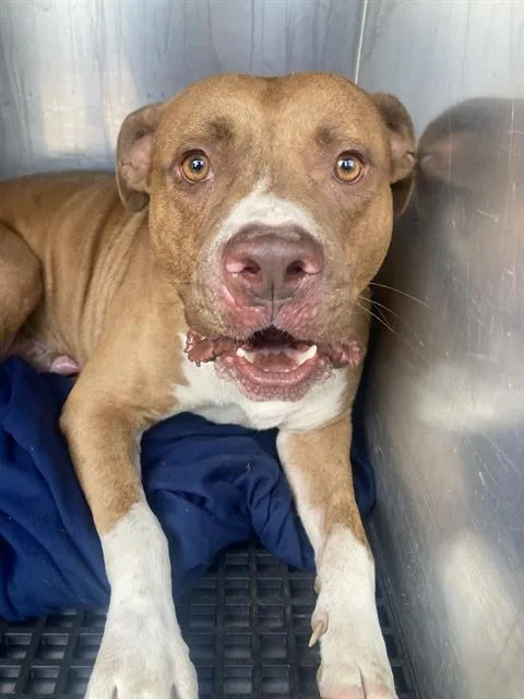 A young large-sized male Mixed Breed dog named Tuck for adoption in Dallas, TX