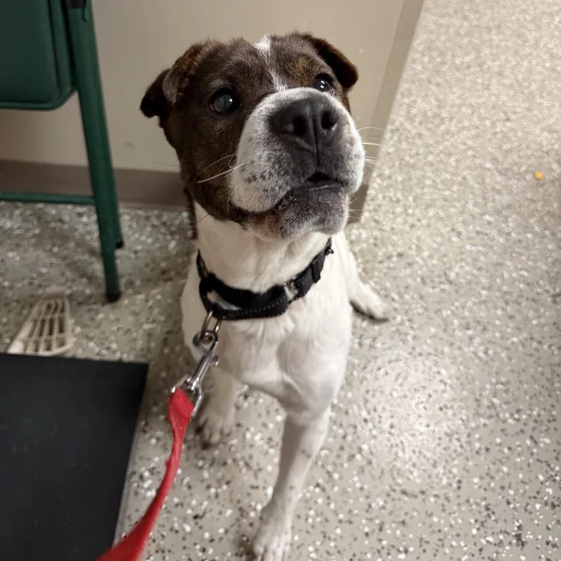 An adult medium-sized male White / Cream Shar-Pei dog named Chatty for adoption in Norfolk, NE