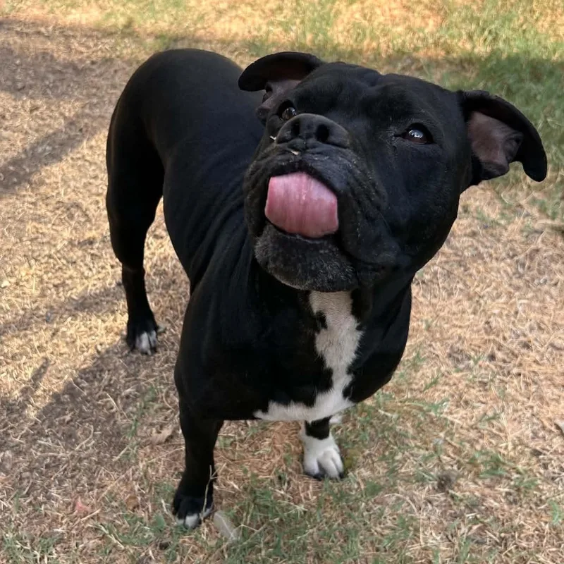 A young medium-sized female Black Pit Bull Terrier dog named Shego for adoption in The Colony, TX