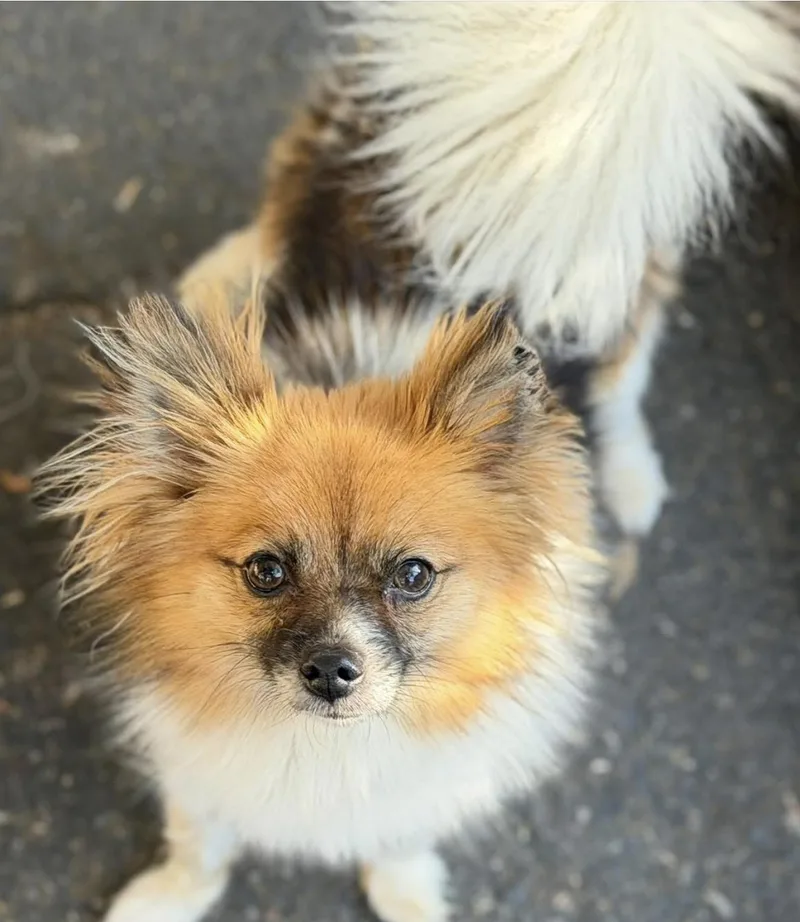Trixie