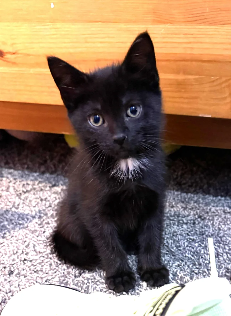 A baby medium-sized male Orange / Red Domestic Short Hair cat named Edison for adoption in Wayne, NJ