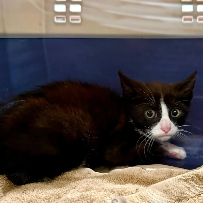 A baby small-sized male Black Domestic Short Hair cat named Ant for adoption in Shelbyville, IN