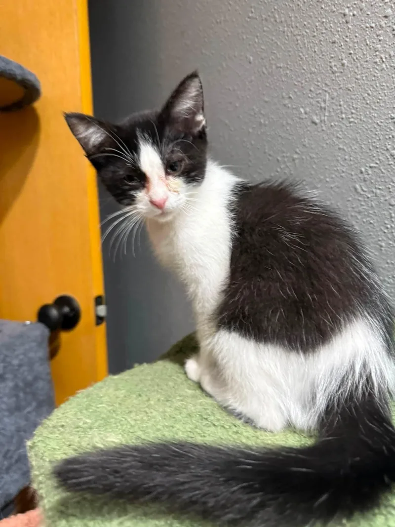 A baby medium-sized male Black & White / Tuxedo Domestic Short Hair cat named Pilsner for adoption in Sioux City, IA