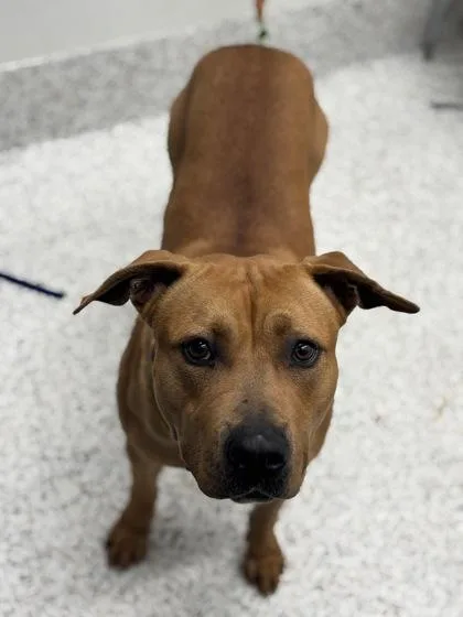 An adult large-sized male Mixed Breed dog named Centennial for adoption in Atlanta, GA