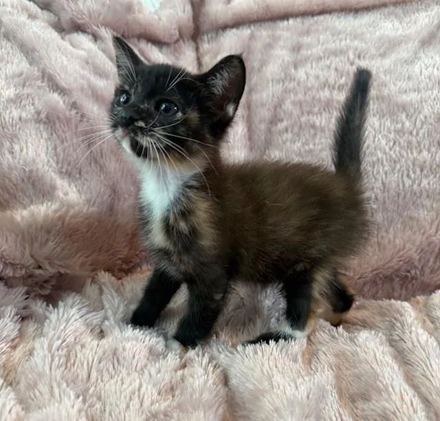 A baby medium-sized female Tortoiseshell Domestic Short Hair cat named June Bug for adoption in Houston, TX