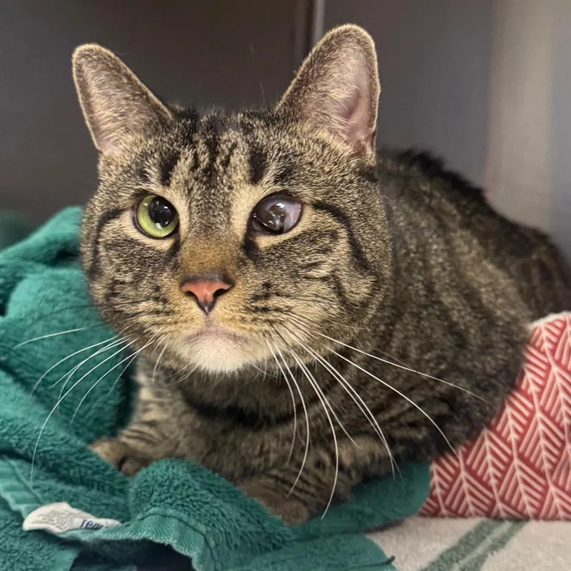 An adult large-sized female Brown / Chocolate Domestic Short Hair cat named Wonton for adoption in Easton, PA