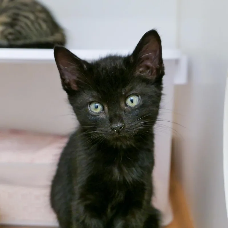 A baby small-sized male Black Domestic Short Hair cat named Babka for adoption in New York, NY