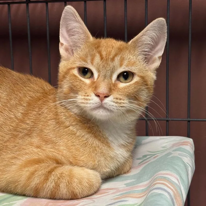 A baby small-sized male Domestic Short Hair cat named Parmesan for adoption in Monticello, IL