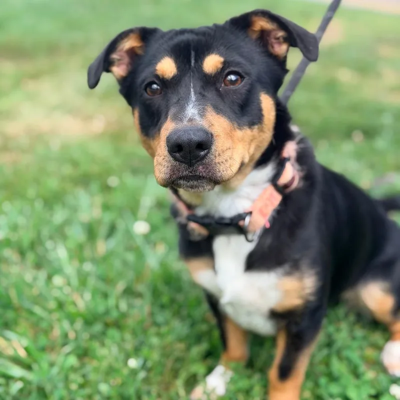 An adult small-sized female Black Mixed Breed dog named Ramona for adoption in Huntington, WV