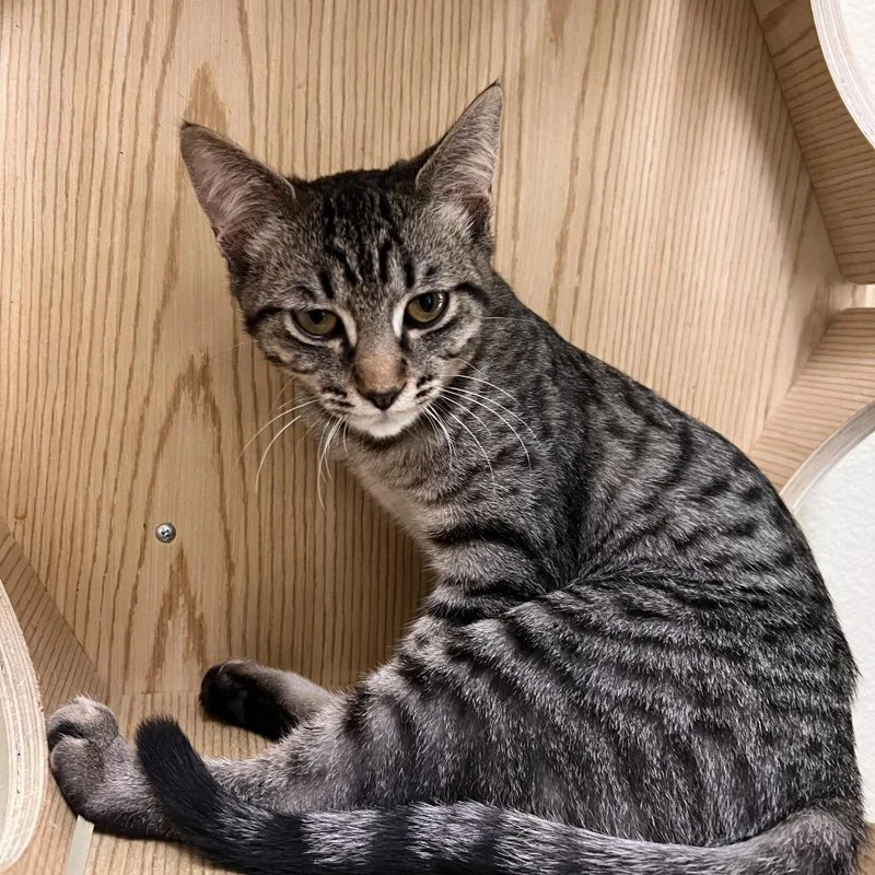 A baby small-sized male Brown / Chocolate Domestic Short Hair cat named Dixon for adoption in Las Vegas, NV