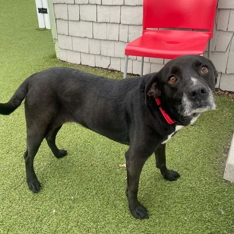 An adult medium-sized female Labrador Retriever dog named Bella for adoption in New Bedford, MA