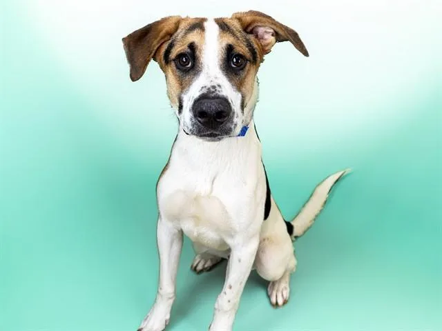 A young medium-sized male Black and Tan Coonhound dog named Geordie for adoption in Fort Lauderdale, FL