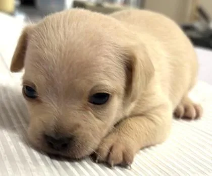 A young small-sized female Chihuahua dog named Marsha for adoption in Phoenix, AZ