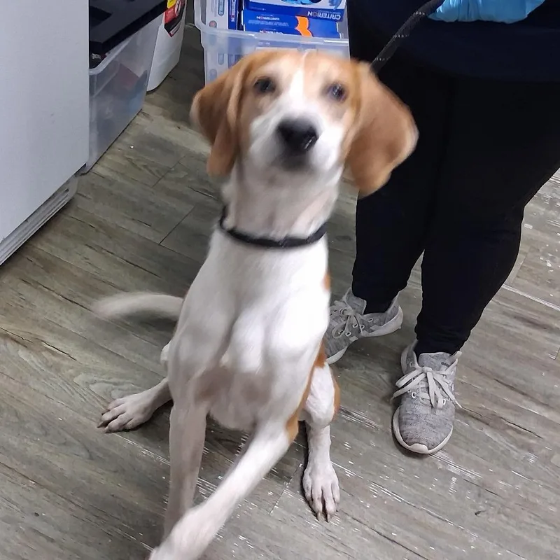 An adult medium-sized male Yellow / Tan / Blond / Fawn Hound dog named Ichabod for adoption in Summerville, SC