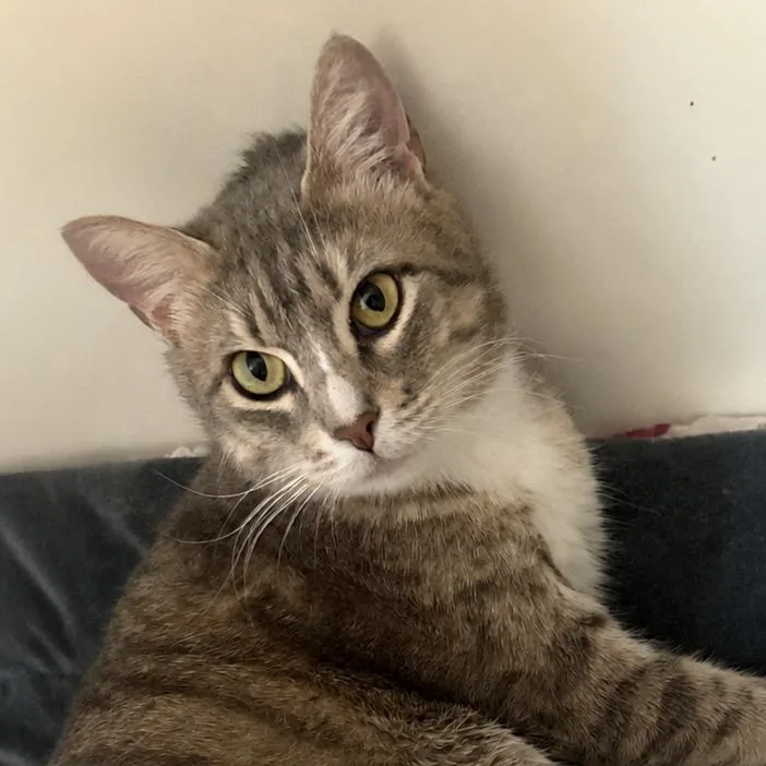 An adult large-sized female Gray / Blue / Silver Domestic Short Hair cat named Rebel Roxy for adoption in Austin, TX