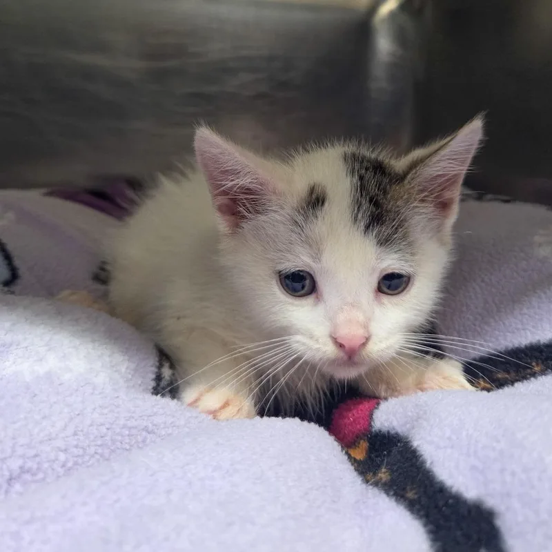 A baby small-sized male White Domestic Short Hair cat named Turbo for adoption in Newport, TN