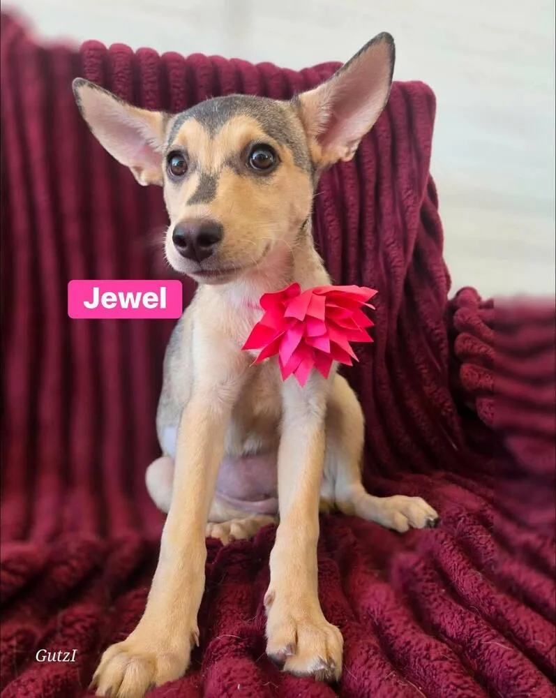 Jewel