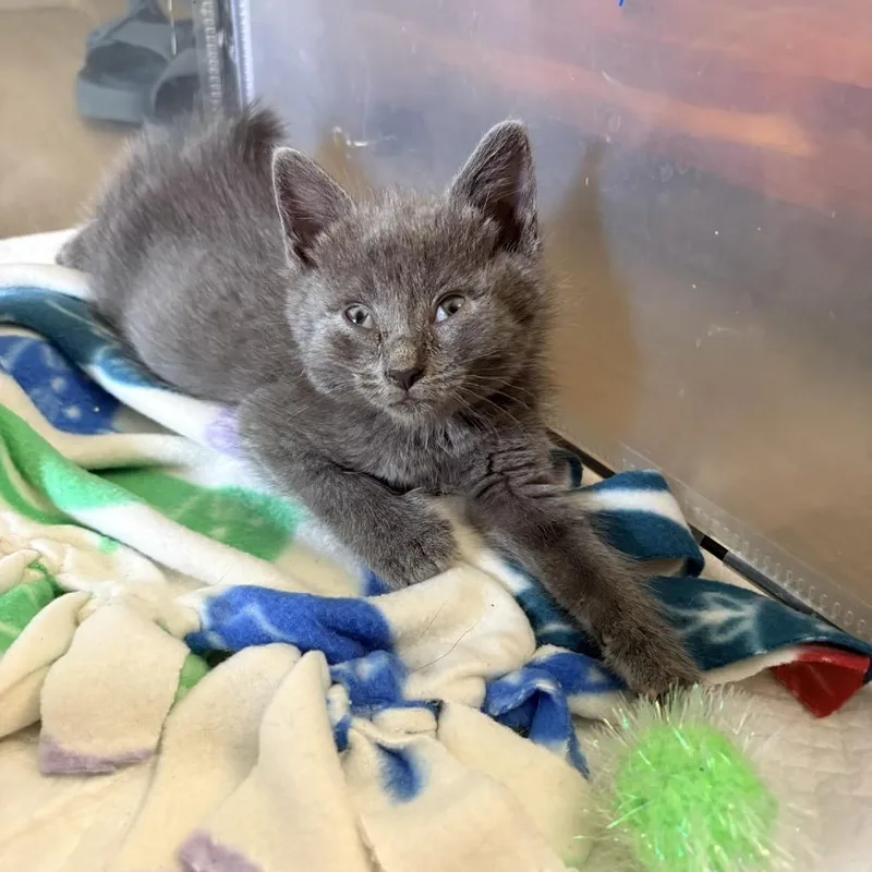 A baby small-sized male Gray / Blue / Silver Domestic Short Hair cat named Cyan for adoption in Bel Air, MD