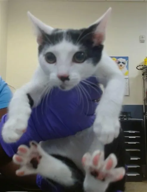 A baby small-sized female Domestic Short Hair cat named Peach for adoption in Miami, FL