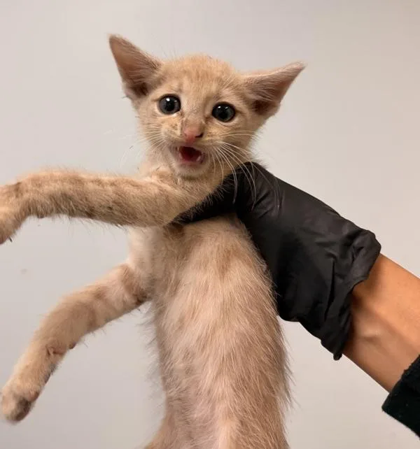 A baby small-sized male Domestic Short Hair cat named Scampi for adoption in Escondido, CA