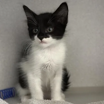 Gizmo