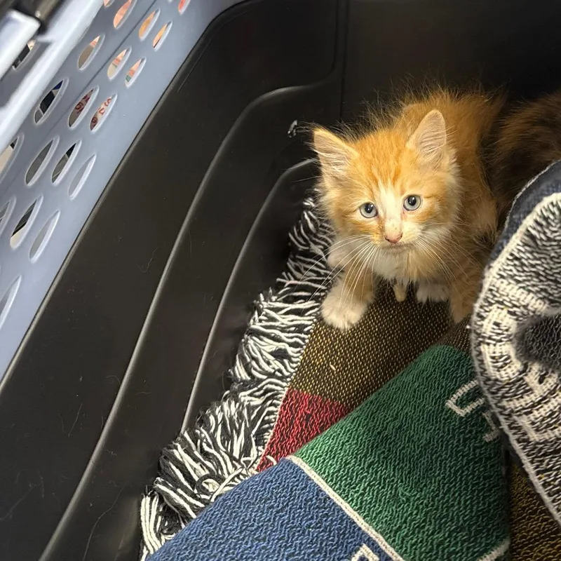 A baby small-sized male Orange / Red Domestic Medium Hair cat named Maurice for adoption in Newark, NJ