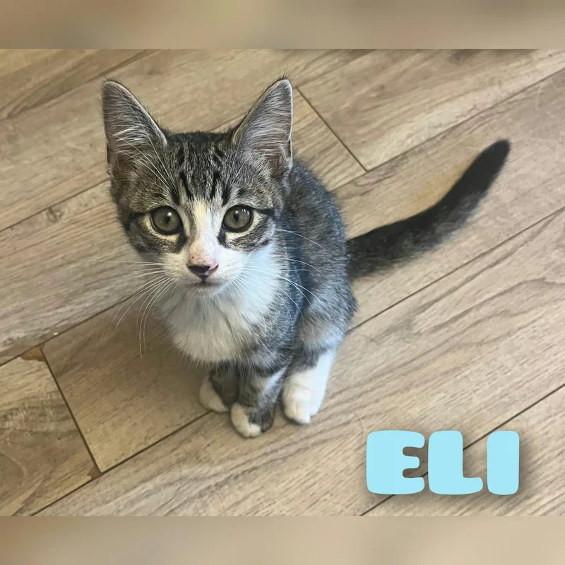 A baby large-sized male Black Egyptian Mau cat named Eli for adoption in Hemet, CA