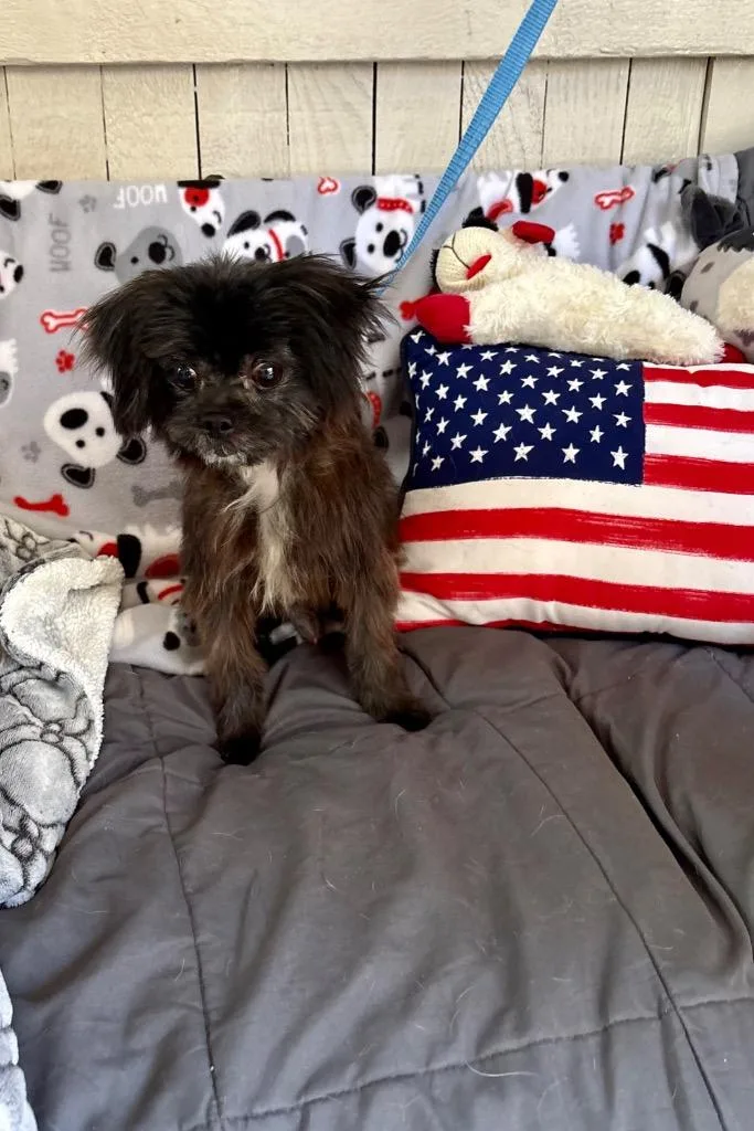 An adult small-sized male Pekingese dog named Gonzo for adoption in Fort Worth, TX