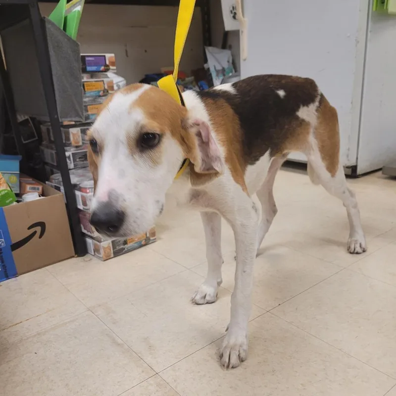 An adult medium-sized male White / Cream Hound dog named Monty for adoption in Lake Panasoffkee, FL