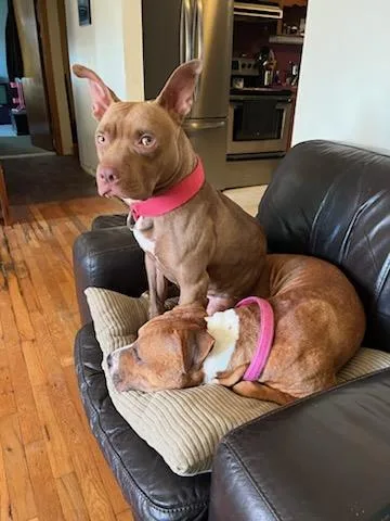 A young medium-sized male Brown / Chocolate American Staffordshire Terrier dog named Adderall for adoption in Southington, CT