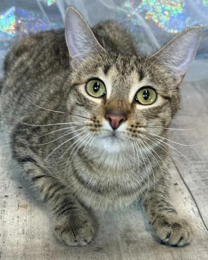 Mardi Paws thumbnail 2