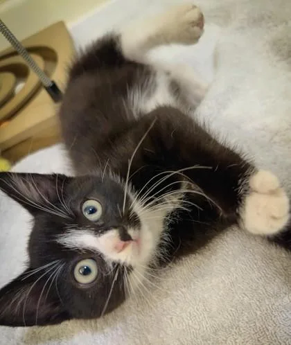A young small-sized female Domestic Short Hair cat named Chloe for adoption in New Hope, PA