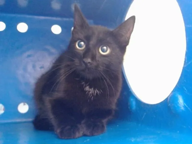 A young small-sized female Domestic Short Hair cat named Soot for adoption in Orlando, FL