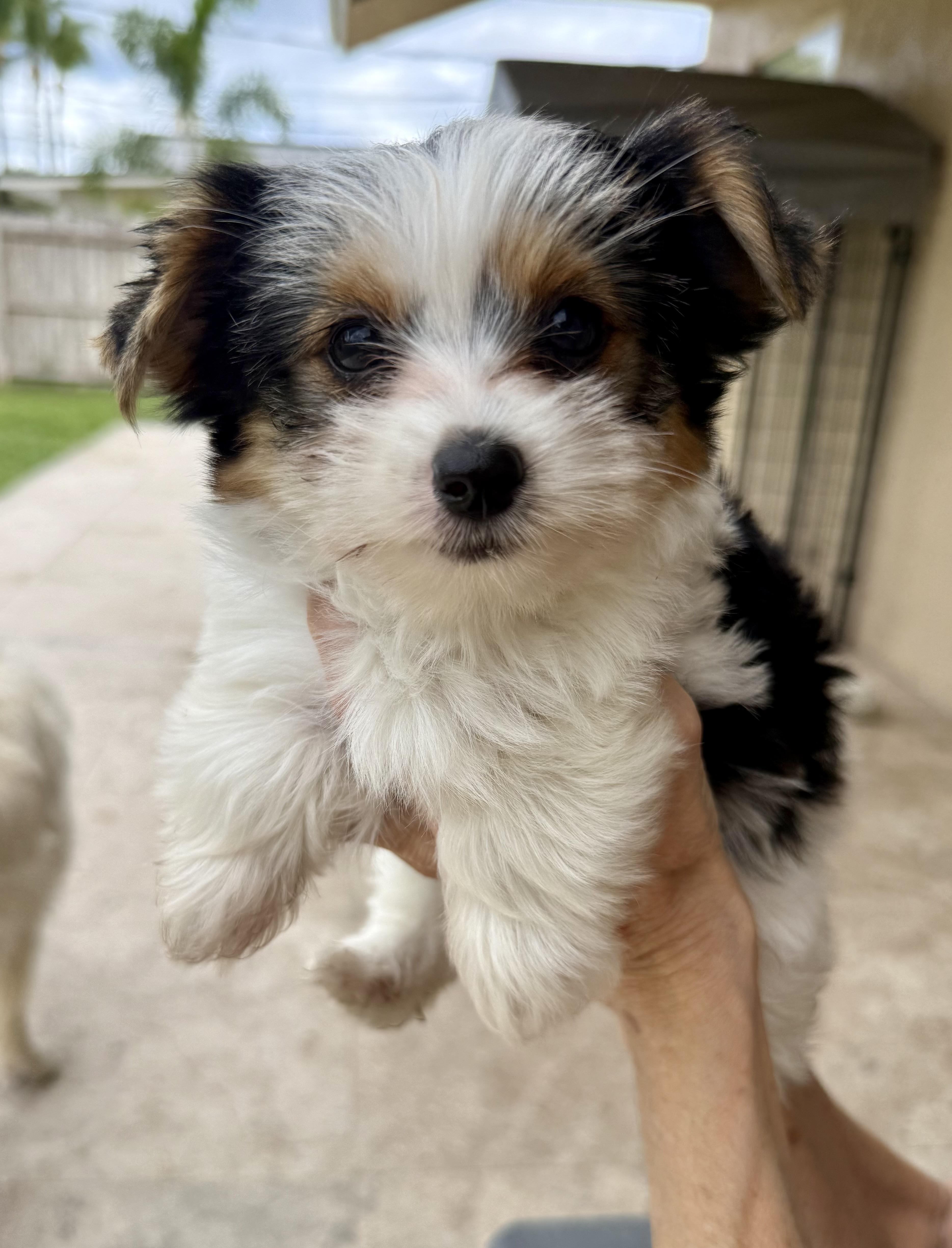 Mary Parti Yorkie Hypoallergenic