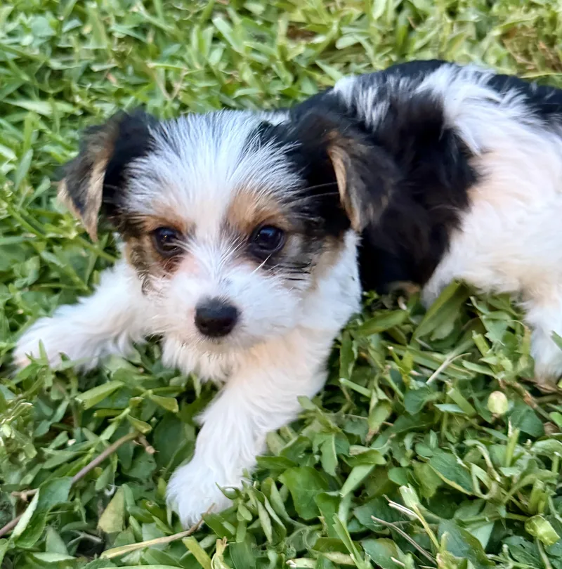 Mary Parti Yorkie Hypoallergenic thumbnail 4