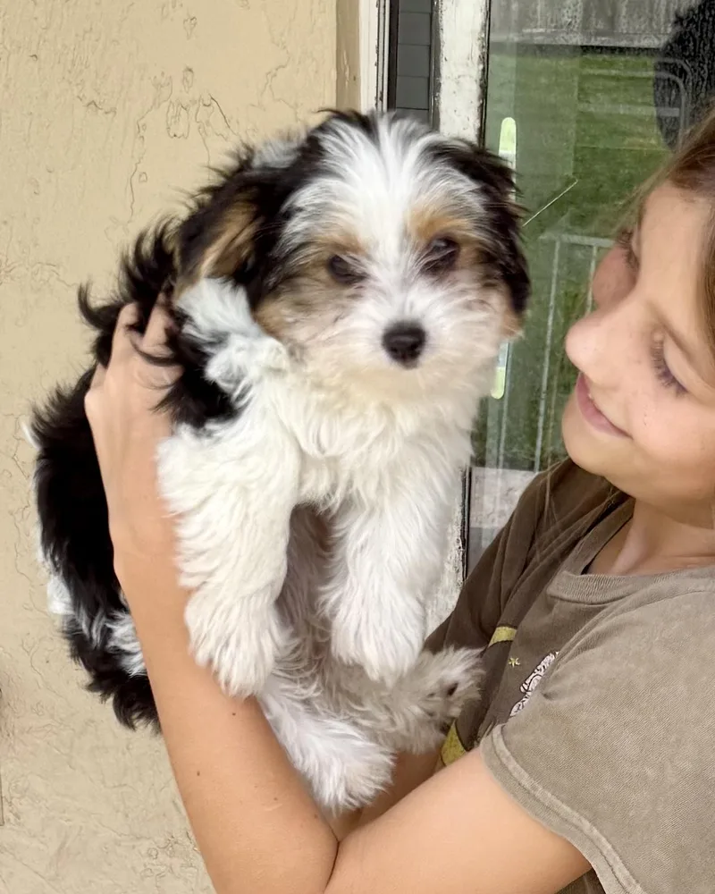 Mary Parti Yorkie Hypoallergenic thumbnail 5