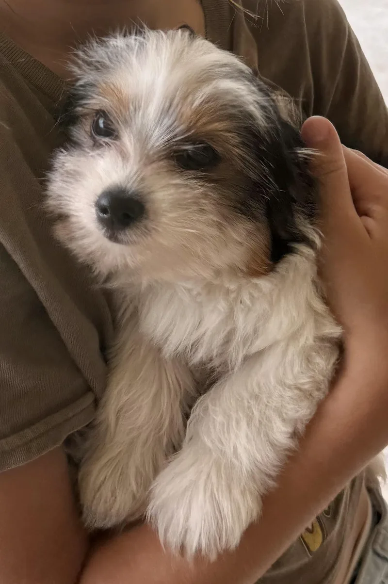 Mary Parti Yorkie Hypoallergenic thumbnail 6