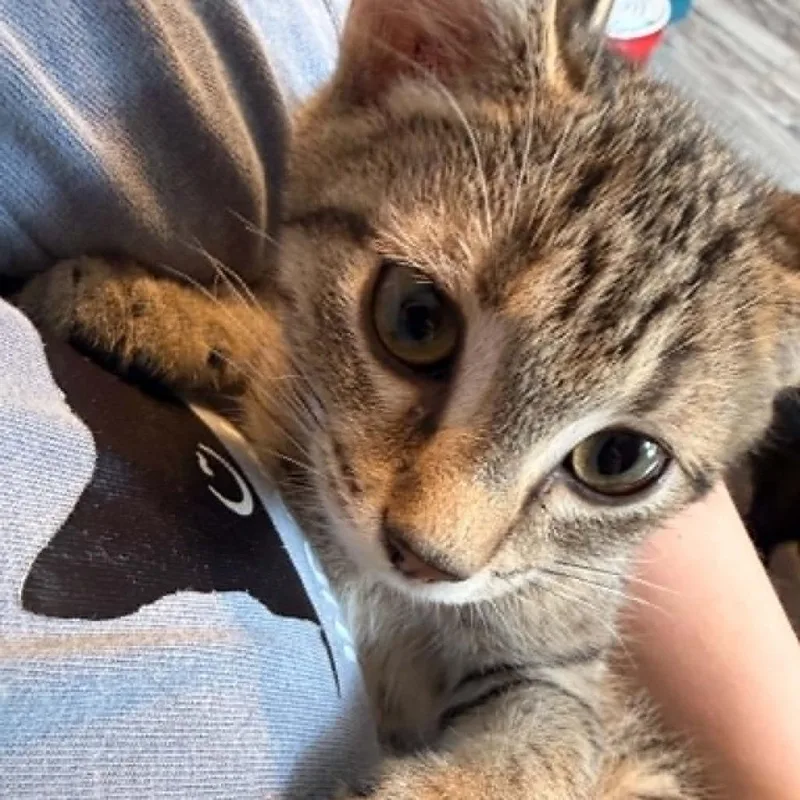 A baby small-sized female Brown / Chocolate Domestic Short Hair cat named Mouse for adoption in Verona, VA