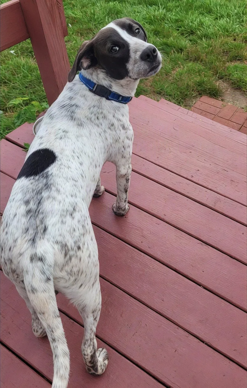 A baby medium-sized male Pointer dog named Freddie Mercury for adoption in Powell, OH
