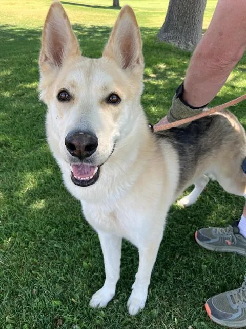 An adult large-sized male German Shepherd Dog dog named Kramer for adoption in Albuquerque, NM
