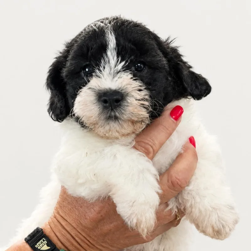 A baby small-sized male White / Cream Mixed Breed dog named Biscotti Cookies for adoption in Wappingers Falls, NY
