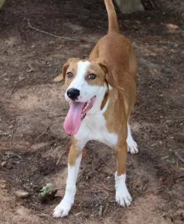 Oscar