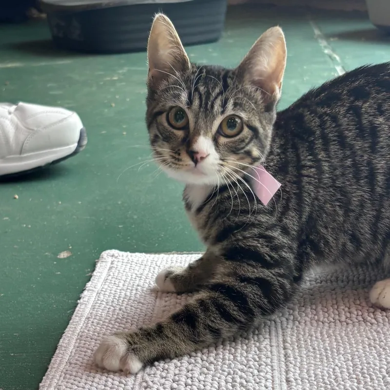A baby small-sized female Brown / Chocolate Domestic Short Hair cat named Tweet for adoption in Santa Barbara, CA