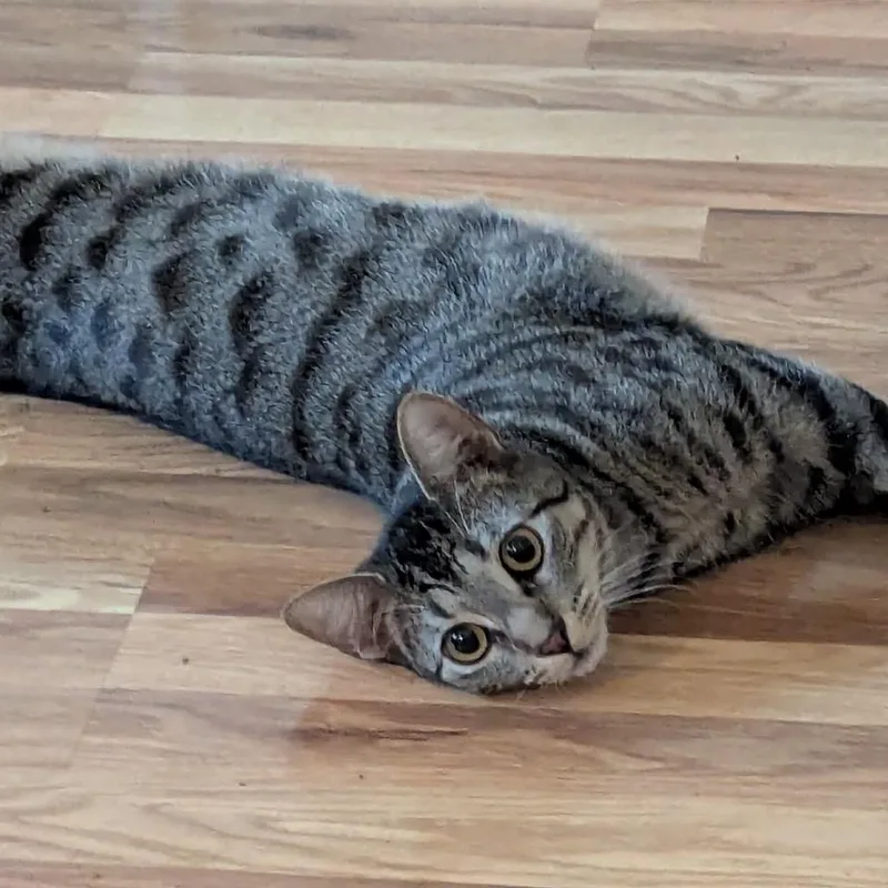 Little Miss Muffet thumbnail 2