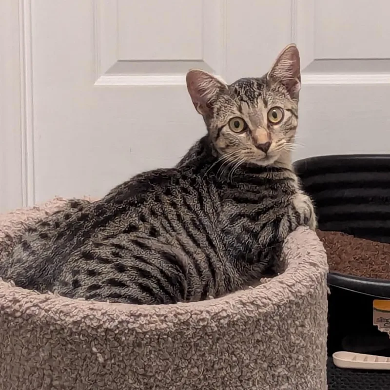 Little Miss Muffet thumbnail 3