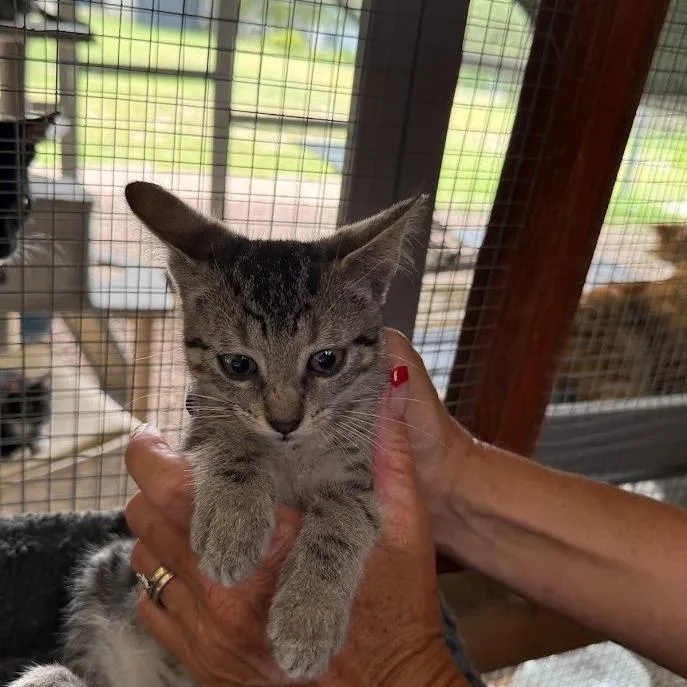 Little Miss Muffet thumbnail 4