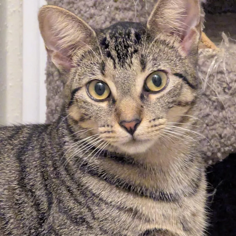 Little Miss Muffet thumbnail 5