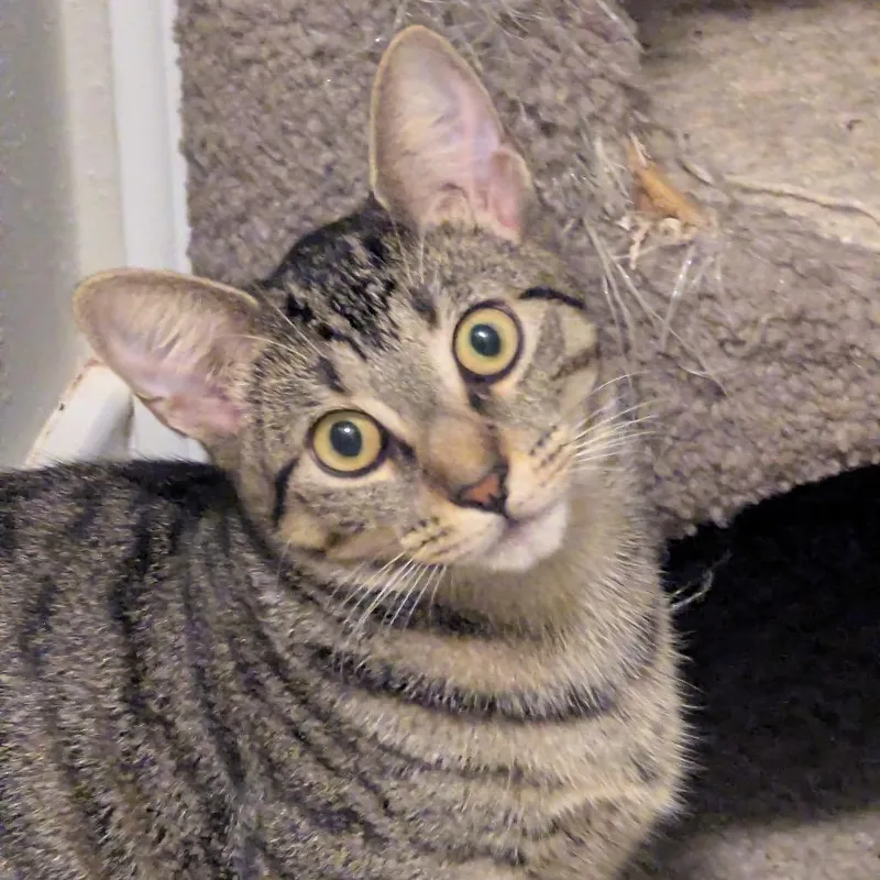 Little Miss Muffet thumbnail 6