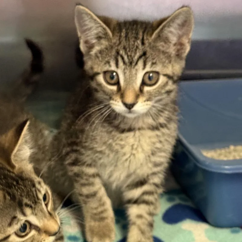 A baby small-sized female Brown / Chocolate Domestic Short Hair cat named Fergie for adoption in Fresno, CA