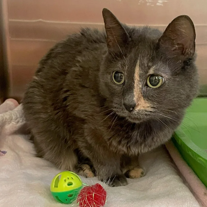 An adult medium-sized female Dilute Tortoiseshell Domestic Short Hair cat named Freya for adoption in Rochester, MN
